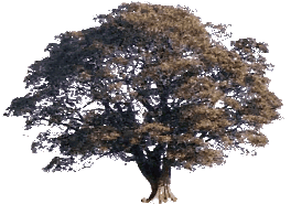 Sambler Genealogy website